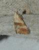 Cochylini inconnu